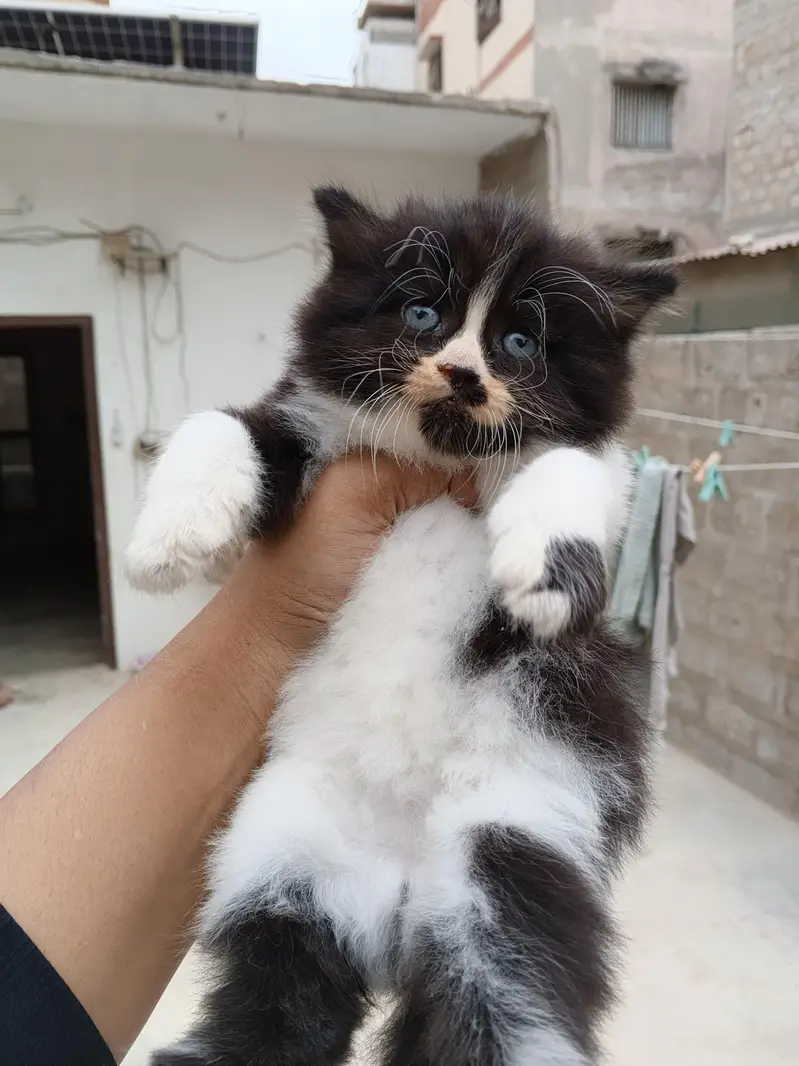 Persian kitten Male female both available — photo 3