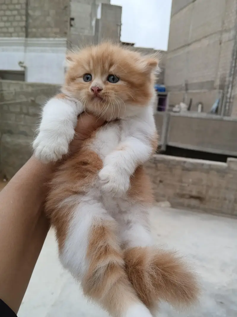 Persian kitten Male female both available — photo 4