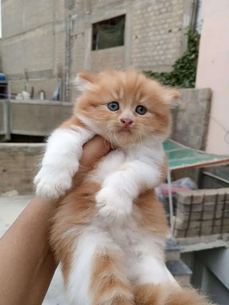 Persian kitten Male female both available — photo 5