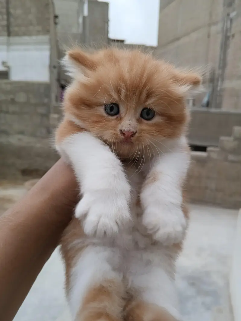 Persian kitten Male female both available — photo 6