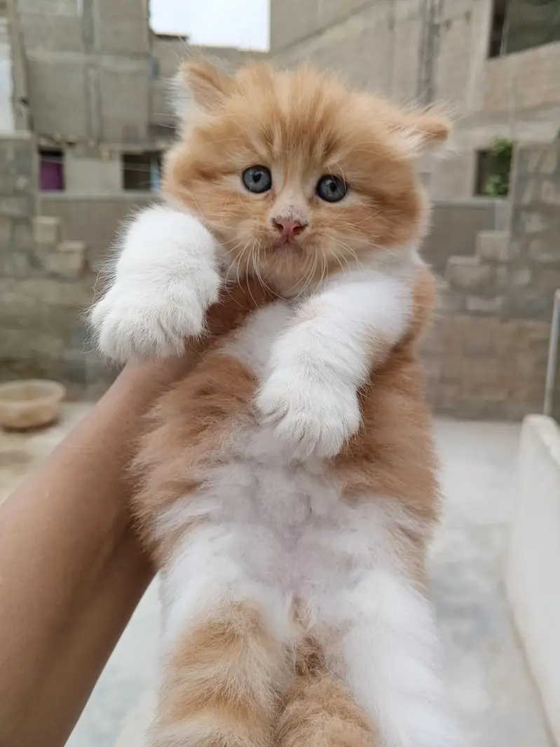 Persian kitten Male female both available — photo 7