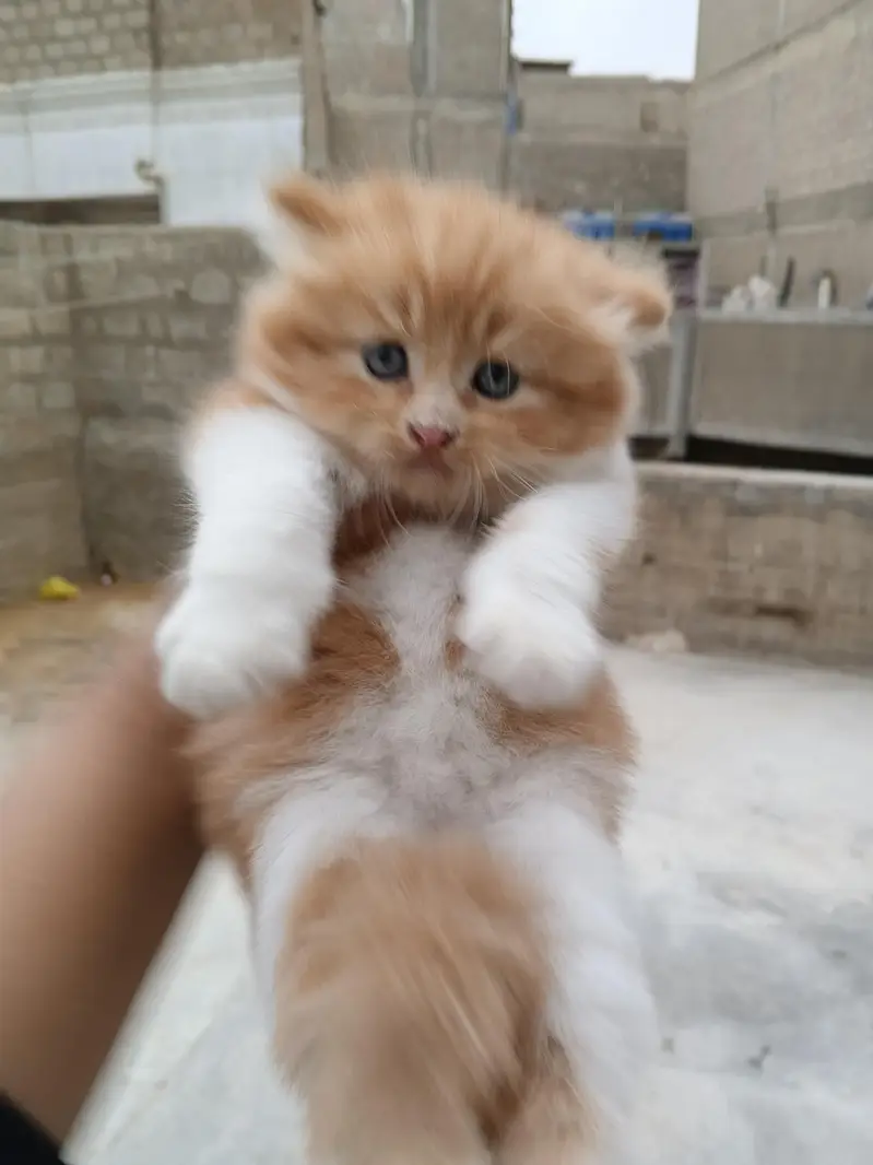 Persian kitten Male female both available — photo 8