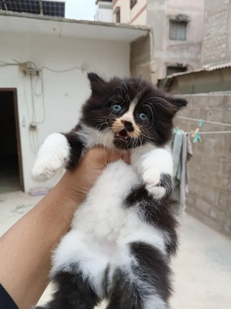 Persian kitten Male female both available — photo 9