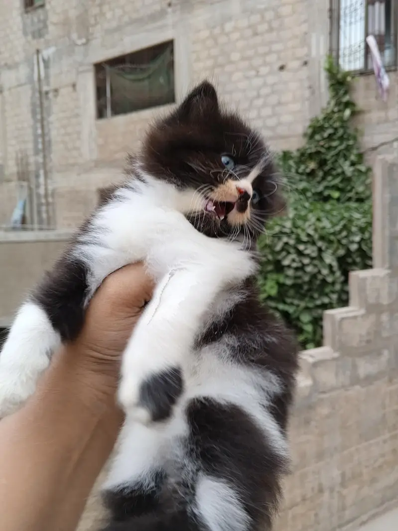 Persian kitten Male female both available — photo 10