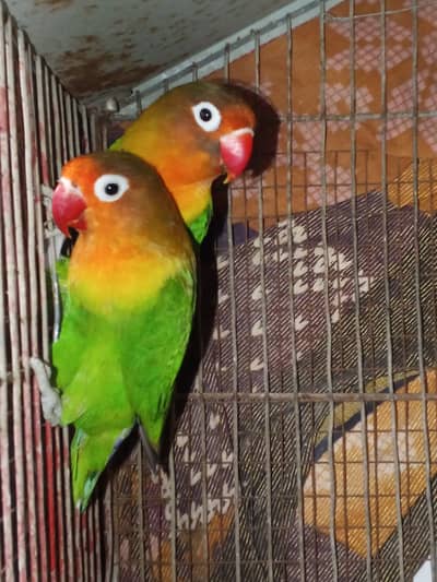 Fisher braider pair
