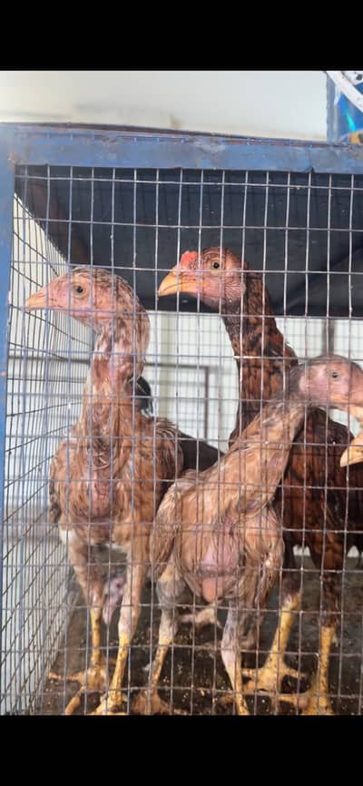 Hens for sale