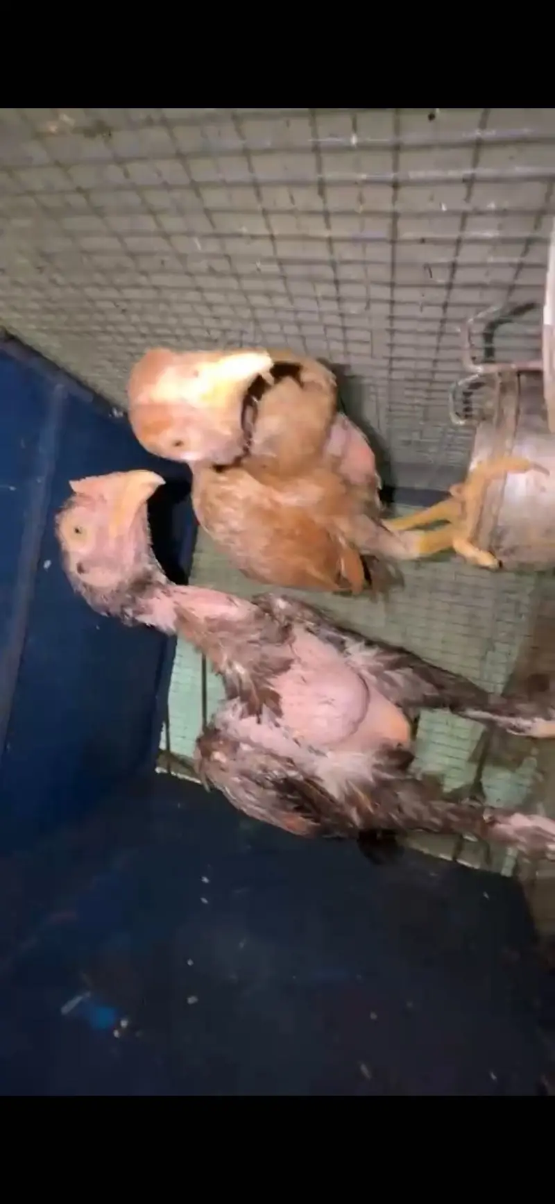 Hens for sale — photo 3