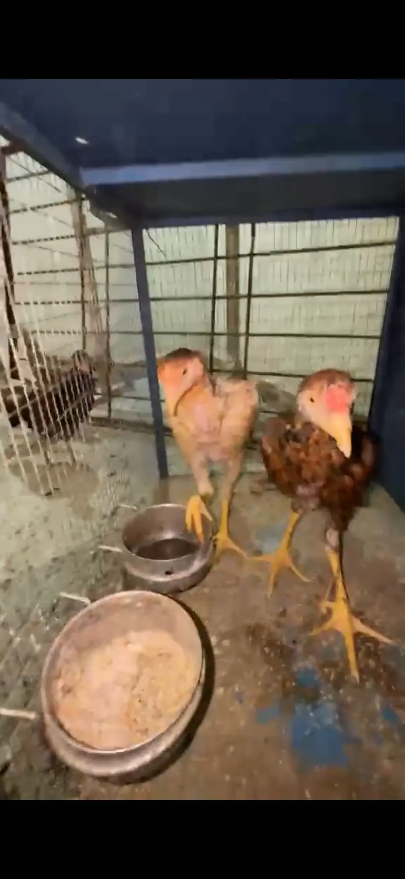Hens for sale — photo 4