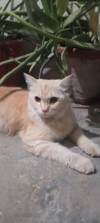 pregnant Persian cat