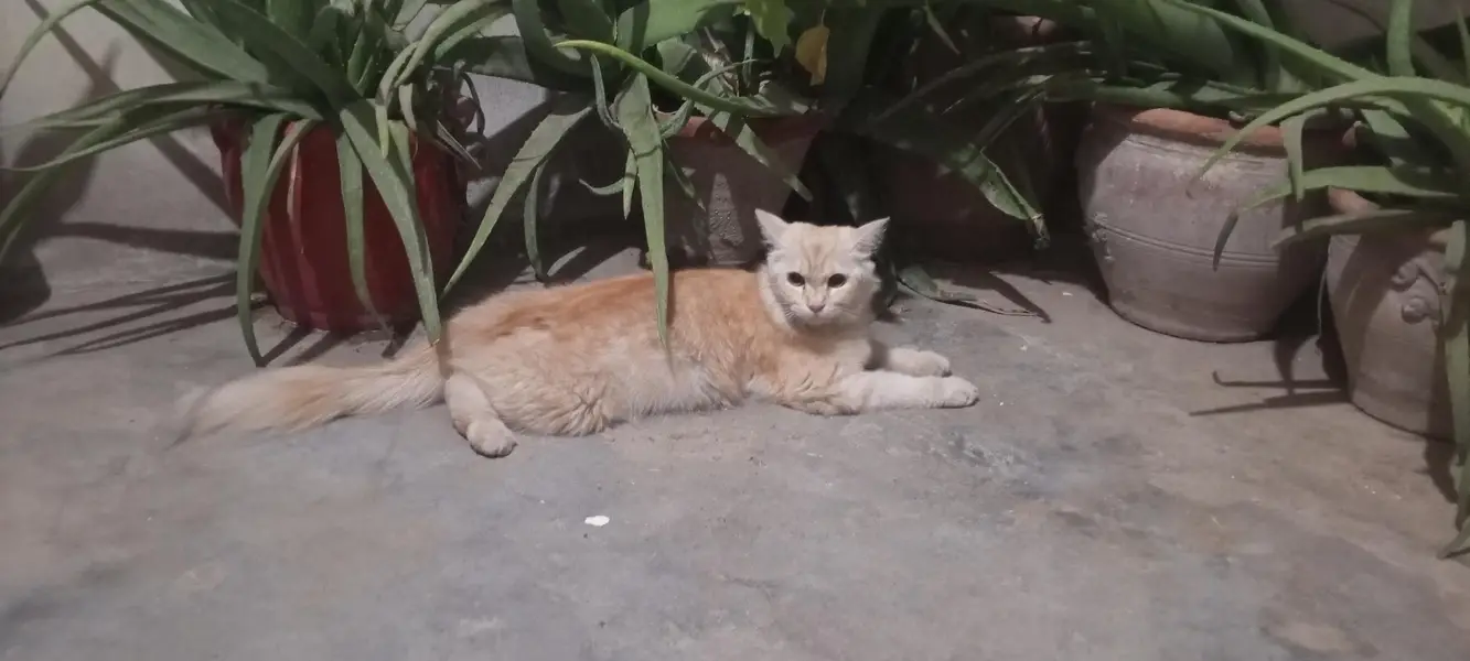 pregnant Persian cat — photo 2