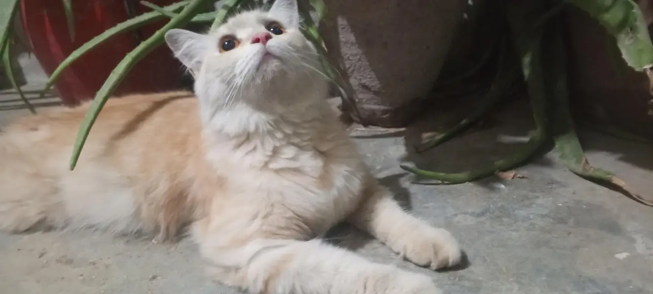 pregnant Persian cat — photo 3