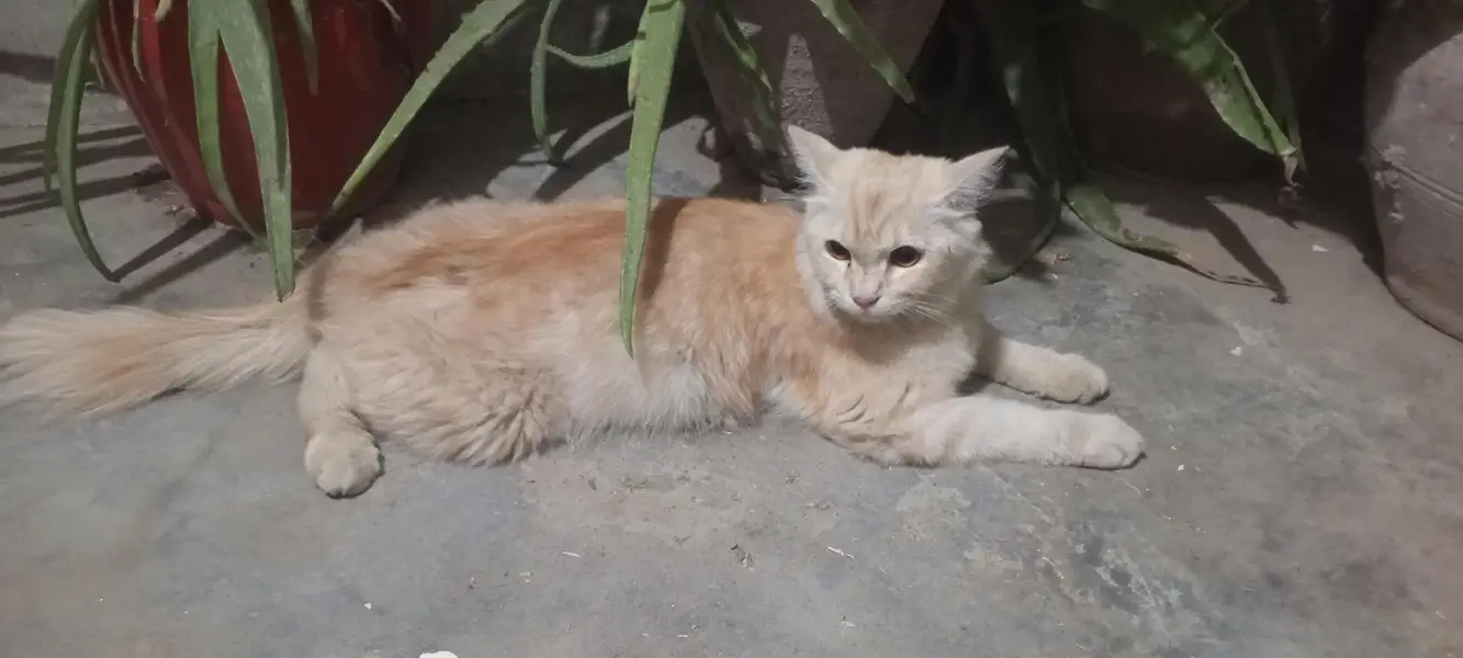 pregnant Persian cat — photo 4