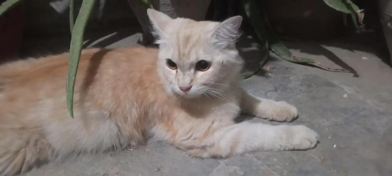 pregnant Persian cat — photo 5