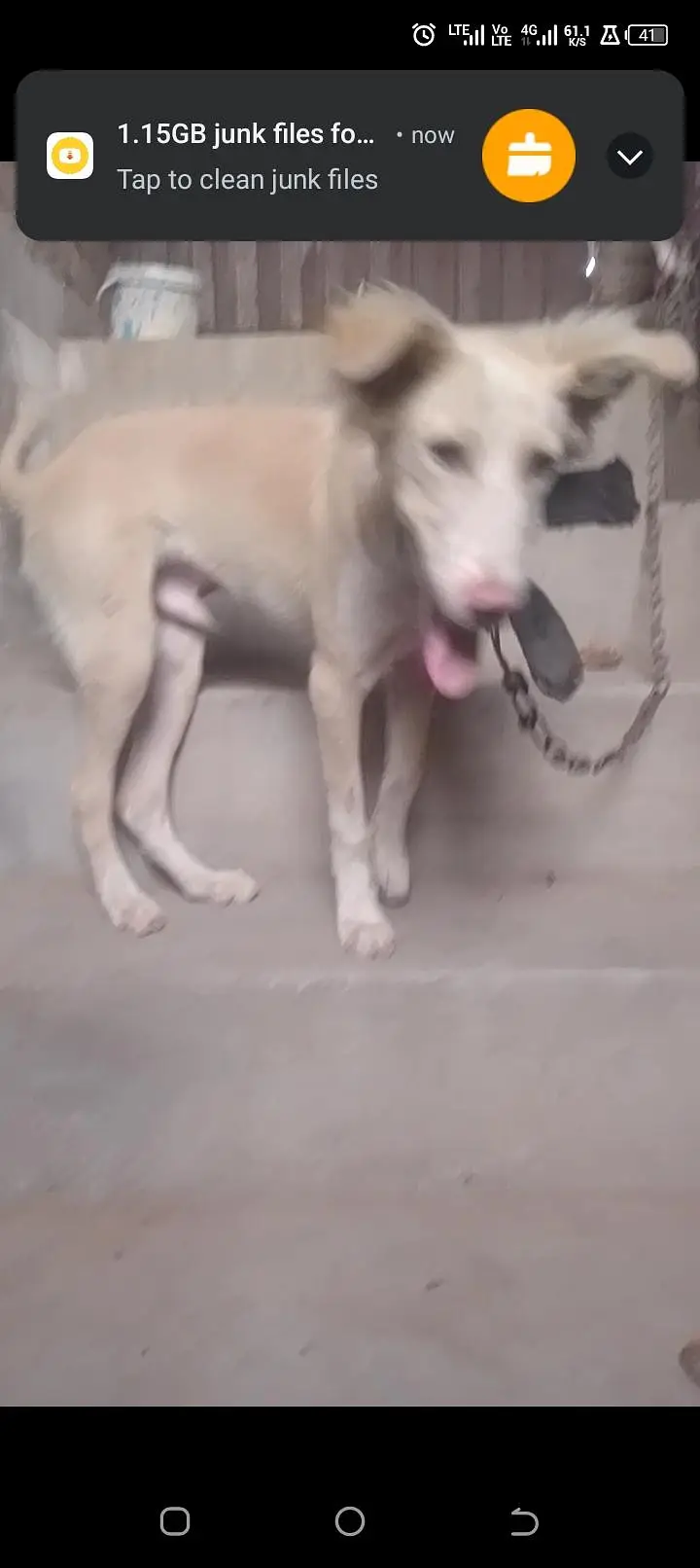 active dog — photo 2