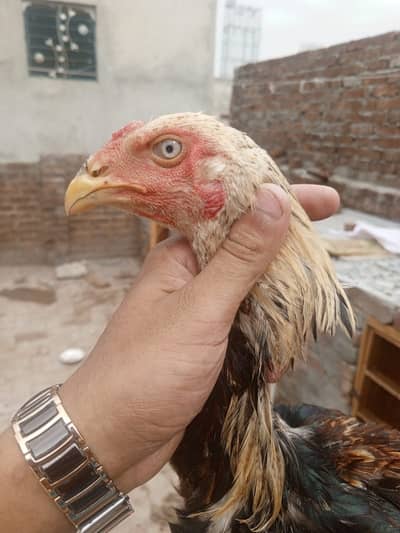 Premium Healthy Aseel Chickens | 5 Months Old