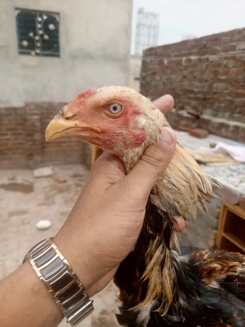 Premium Healthy Aseel Chickens | 5 Months Old — photo 2