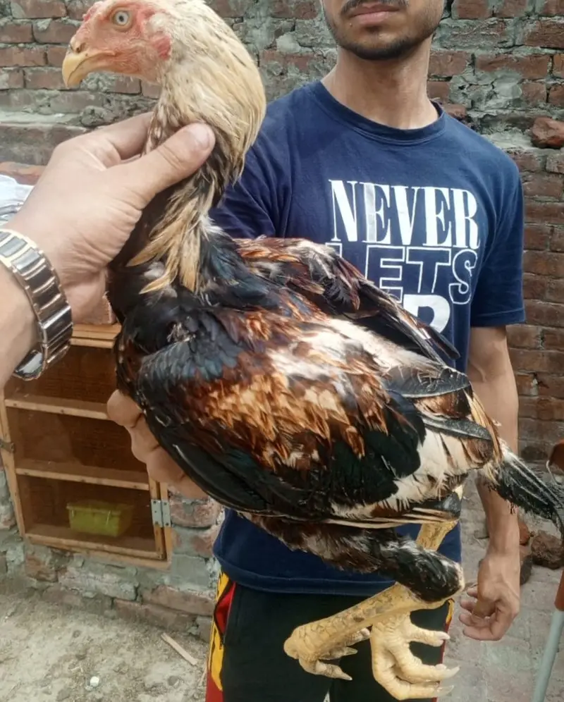 Premium Healthy Aseel Chickens | 5 Months Old — photo 3