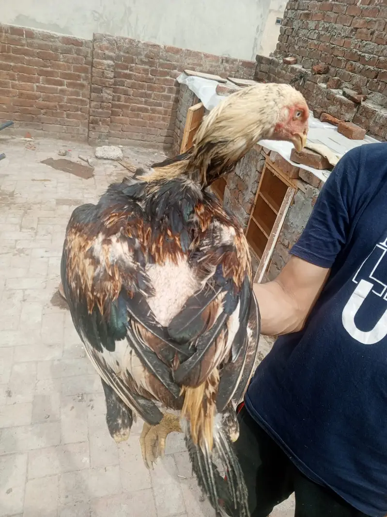 Premium Healthy Aseel Chickens | 5 Months Old — photo 4