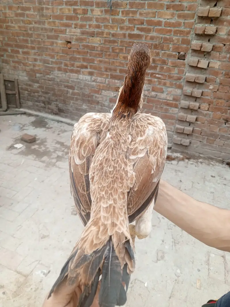 Premium Healthy Aseel Chickens | 5 Months Old — photo 5