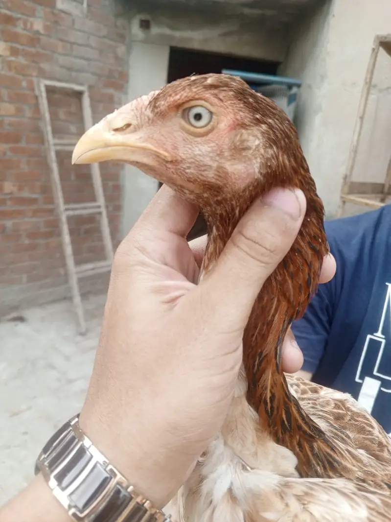 Premium Healthy Aseel Chickens | 5 Months Old — photo 6