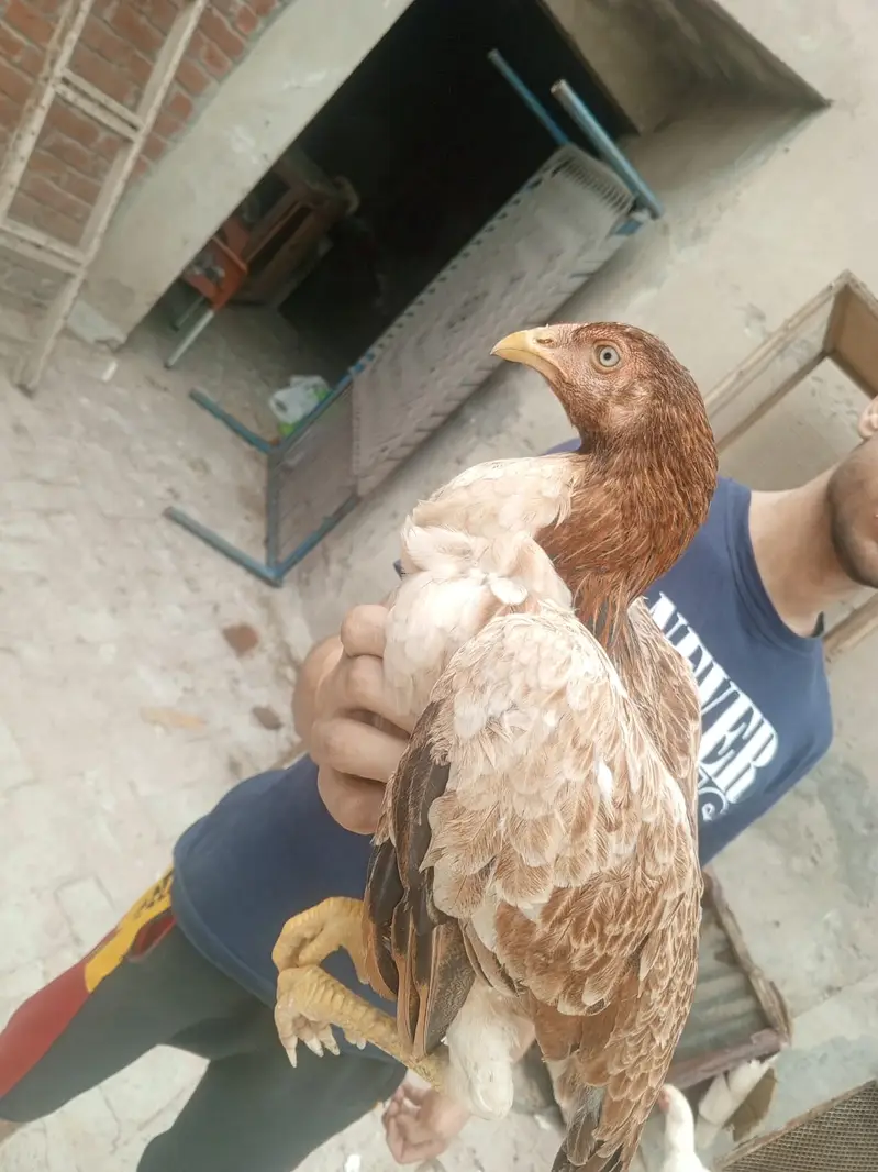 Premium Healthy Aseel Chickens | 5 Months Old — photo 7