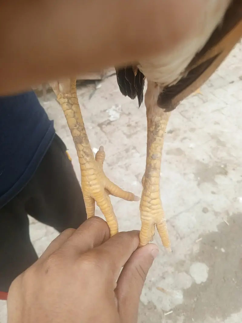 Premium Healthy Aseel Chickens | 5 Months Old — photo 8