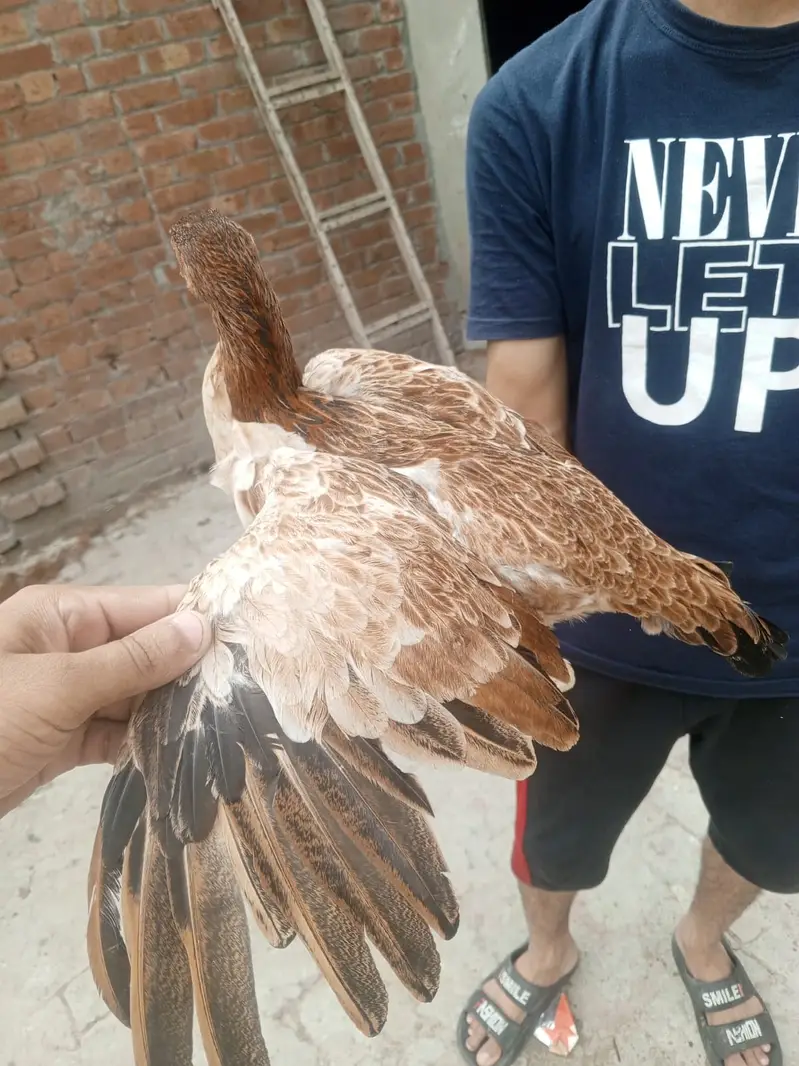 Premium Healthy Aseel Chickens | 5 Months Old — photo 9