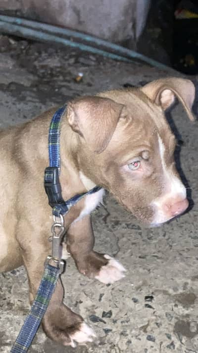 Pitbull Puppy for sale
