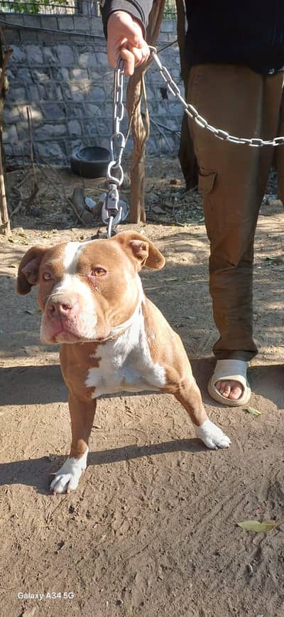 pure American pitbull male one of a kind