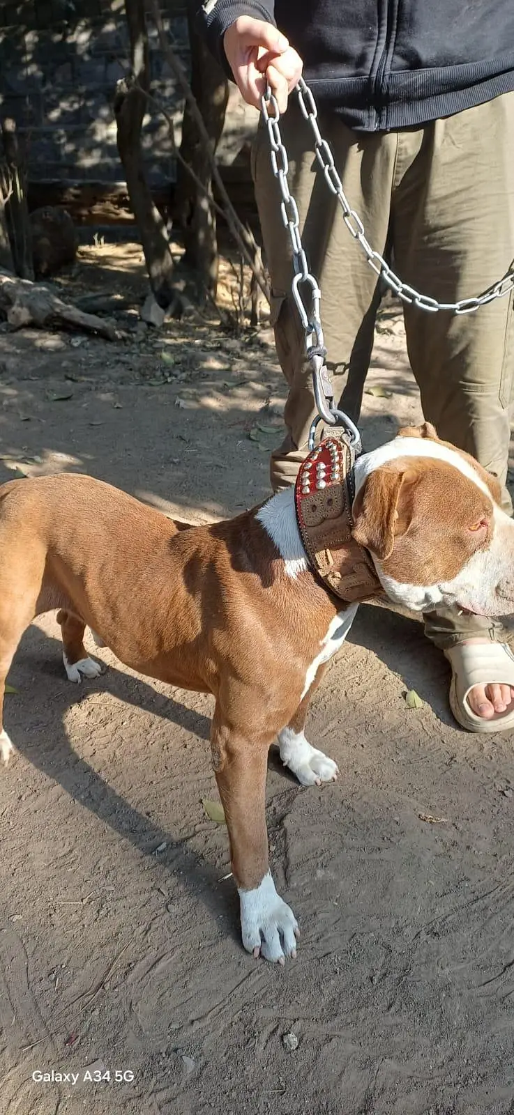 pure American pitbull male one of a kind — photo 2