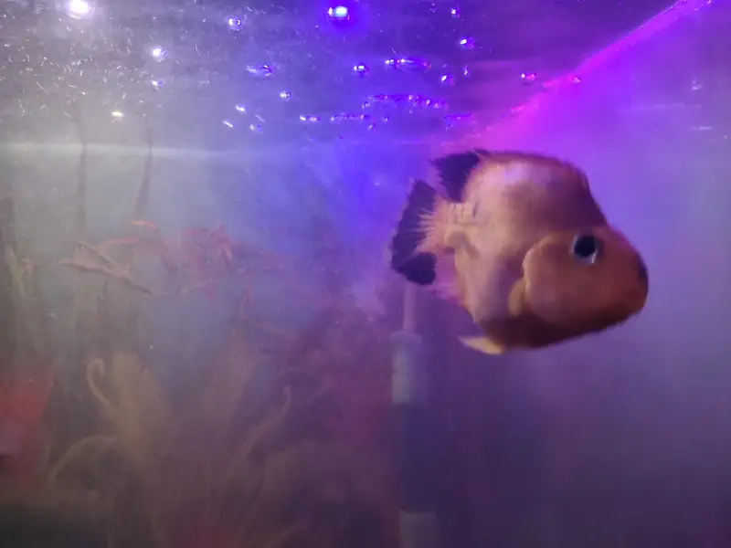 blue line shark fish