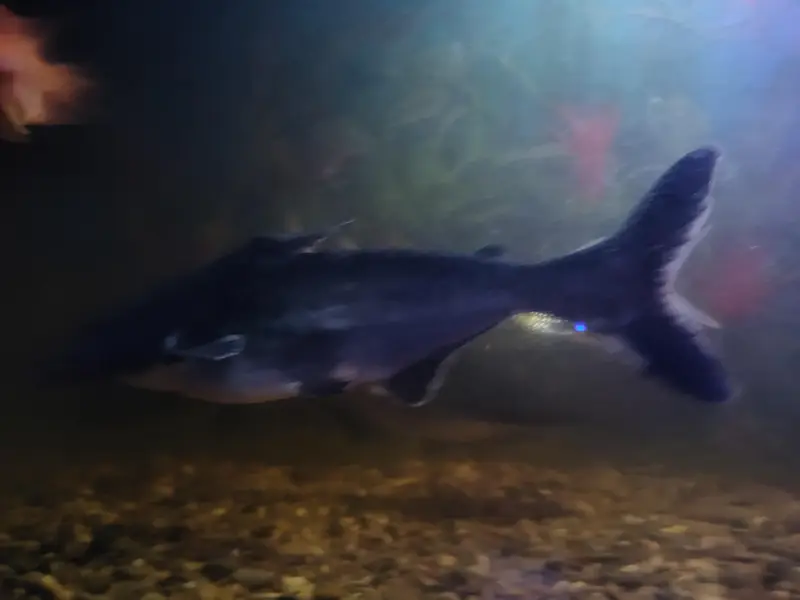 blue line shark fish — photo 2