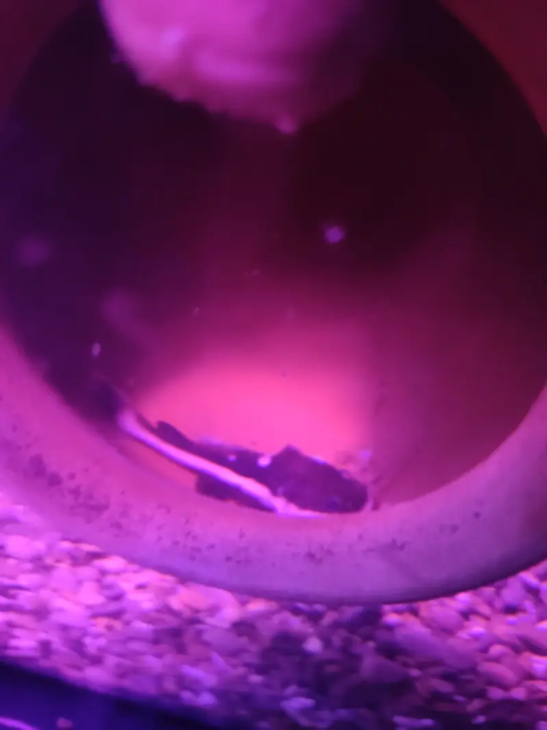 blue line shark fish — photo 4