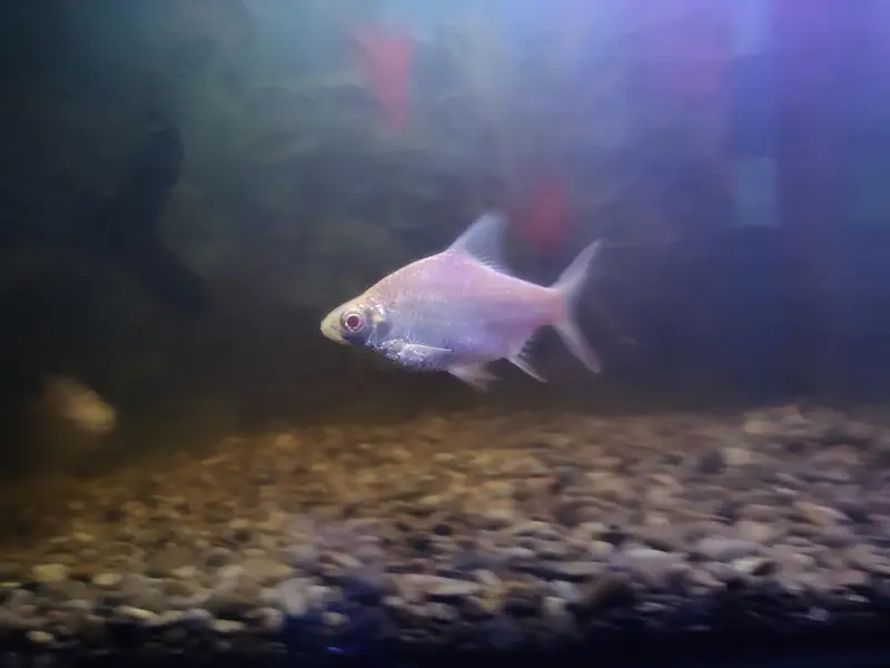 blue line shark fish — photo 5