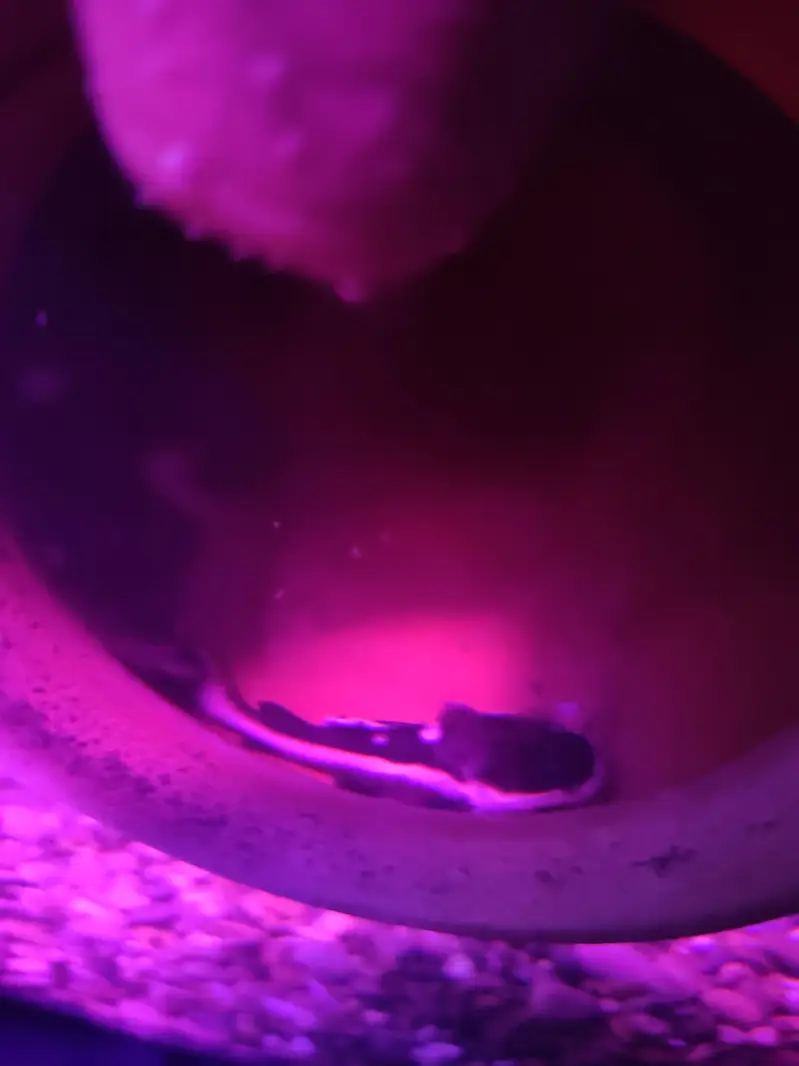 blue line shark fish — photo 6