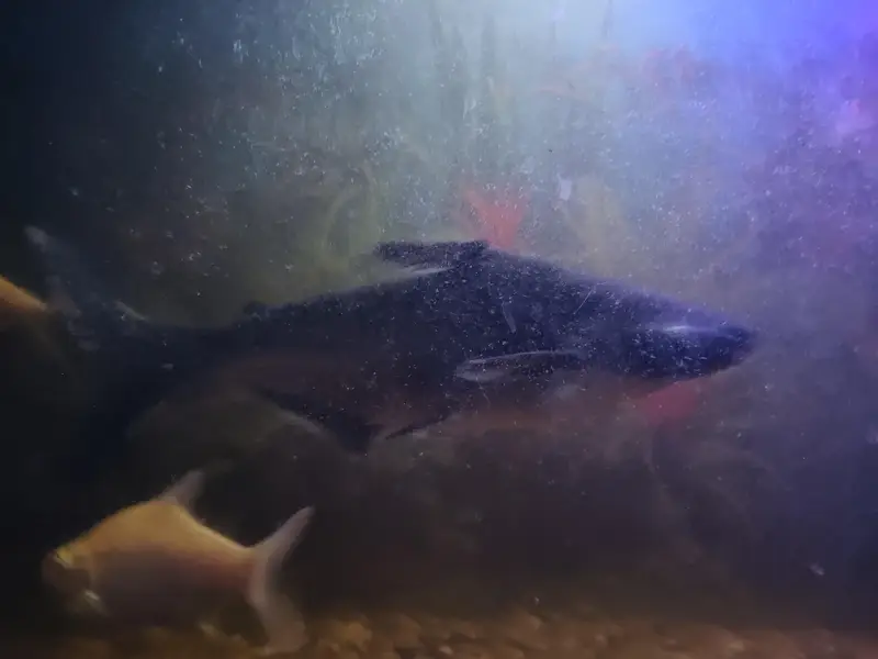 blue line shark fish — photo 7