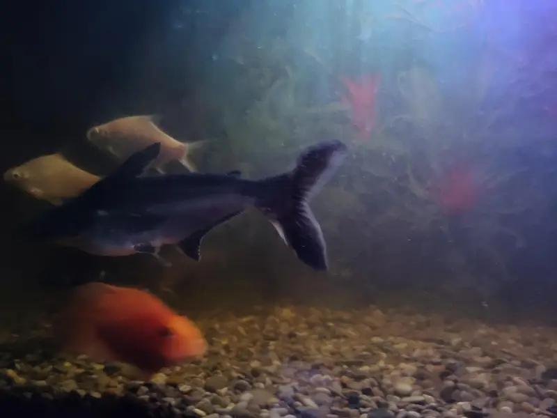 blue line shark fish — photo 10