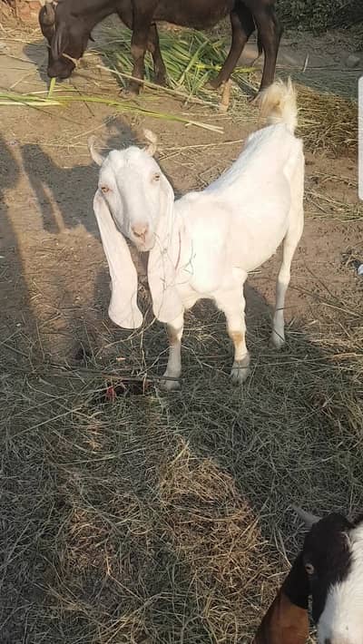 Kapla female goat