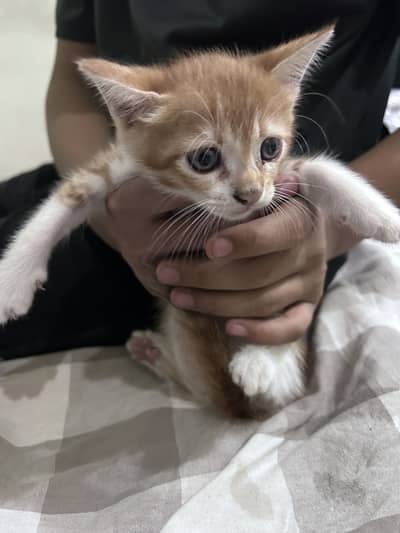 Cute brown and white short hair siberian cat, loving