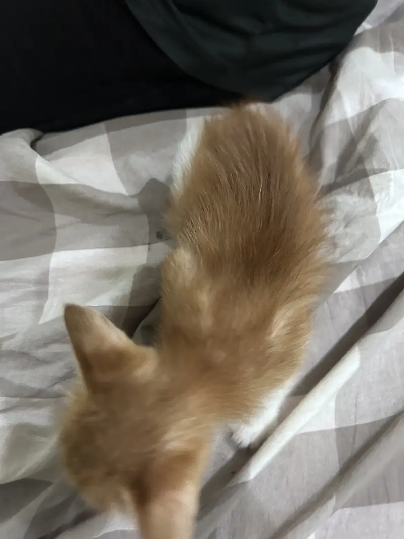 Cute brown and white short hair siberian cat, loving — photo 4
