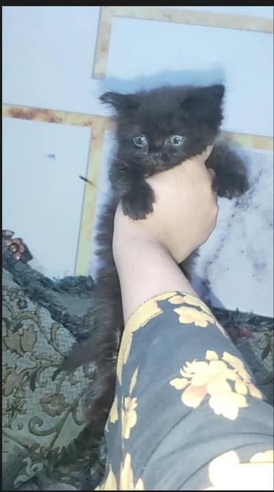 black persian kitten tripple coat , punch face for Sale