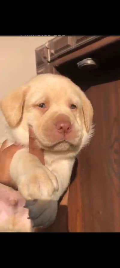 Labrador Dog