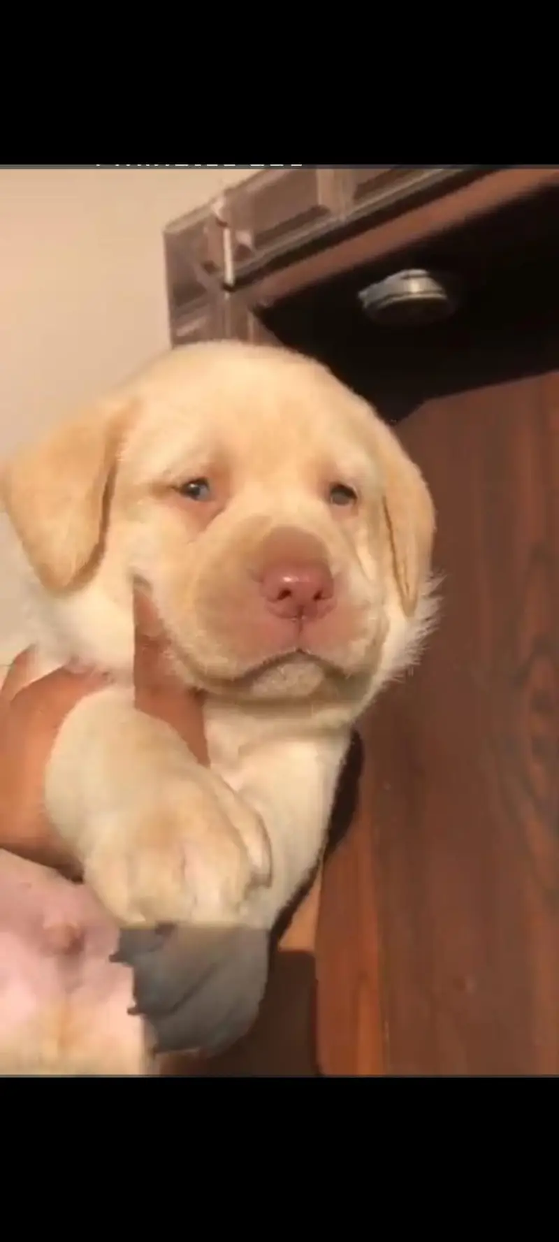 Labrador Dog