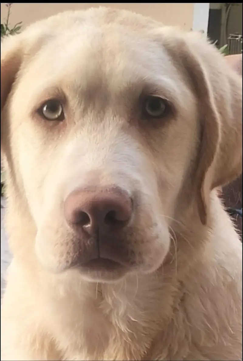 Labrador Dog — photo 2