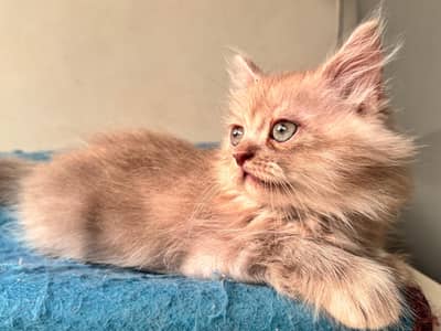 Male Persian Kitten