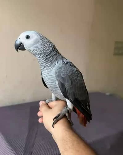 African grey parrot handtame talking