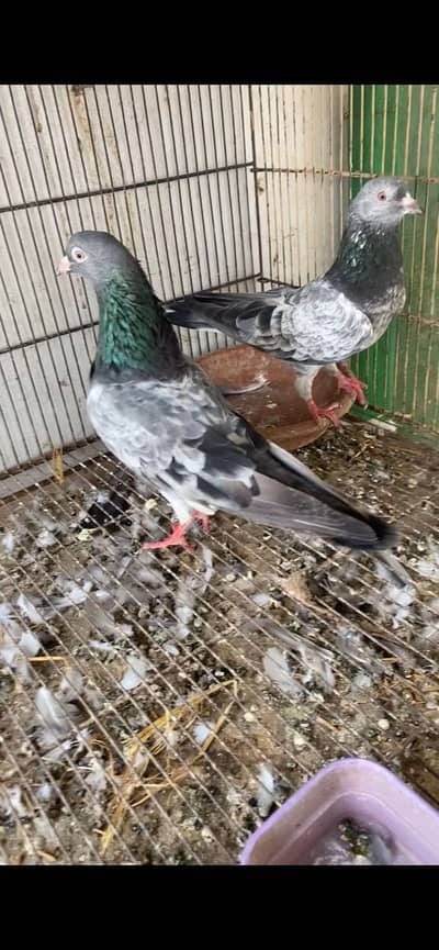 Sadhna Bloodline pair available