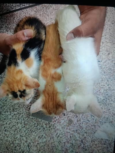 double code 1 male 2 female
