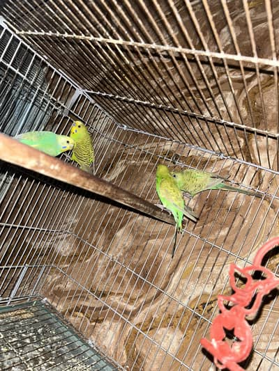 Australian parrot breeder pair gurantee Whastapp 03241876757