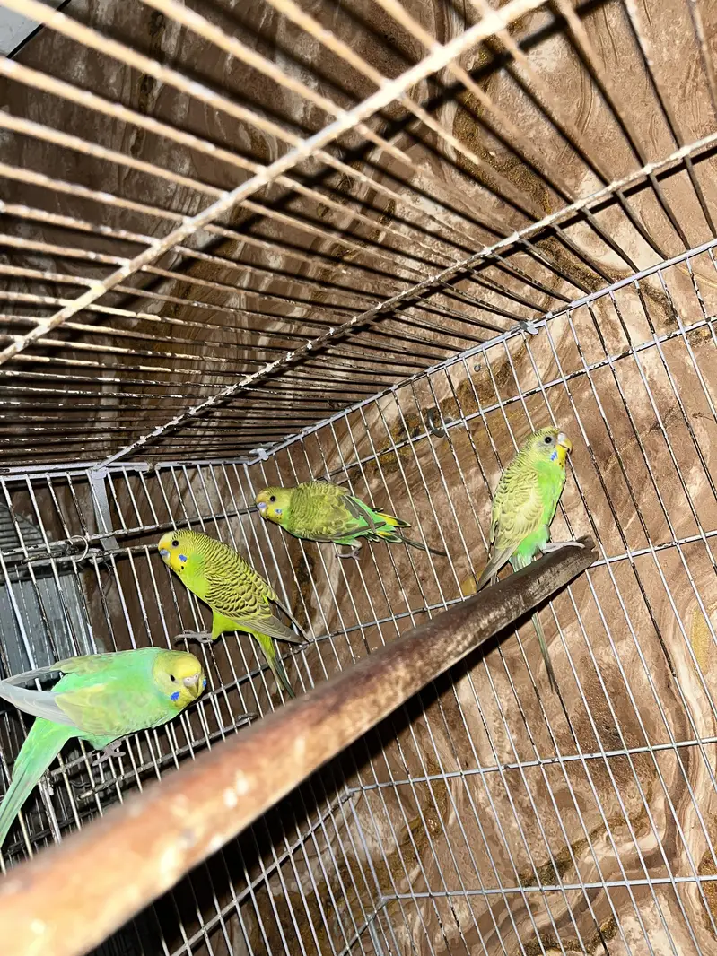 Australian parrot breeder pair gurantee Whastapp 03241876757 — photo 2